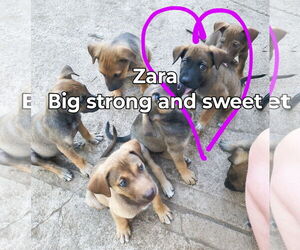 Mutt Dogs for adoption in Fallbrook, CA, USA