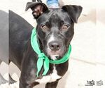 Small #1 Labrador Retriever-Retriever  Mix