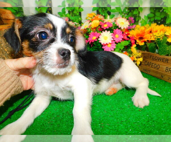 Medium Photo #5 Shih Tzu Puppy For Sale in HAMMOND, IN, USA