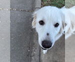Small #7 Great Pyrenees