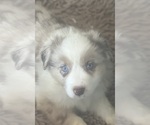 Puppy Happy Miniature Australian Shepherd
