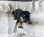 Small Photo #3 French Bulldog Puppy For Sale in LONG ISLAND CITY, NY, USA