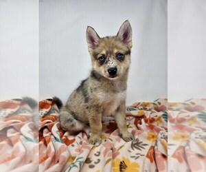 Pomsky Puppy for sale in KANSAS CITY, KS, USA