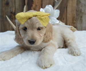 Cock-A-Poo Puppy for sale in HONEY BROOK, PA, USA