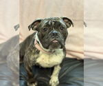 Small #1 Bulldog