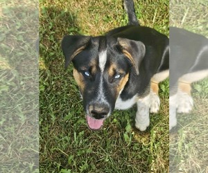 Vader (COURTESY POST) - Male German Shepherd Dog-Unknown Mix Dog for Adoption - Photo #3