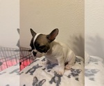Small Photo #4 French Bulldog Puppy For Sale in VISALIA, CA, USA