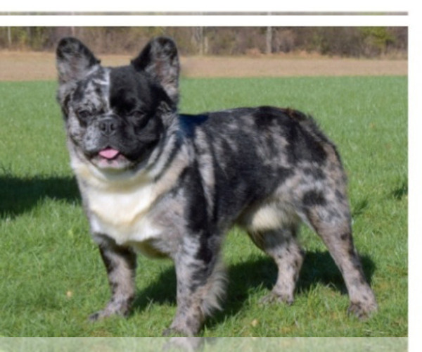 Medium Photo #1 French Bulldog Puppy For Sale in EPHRATA, PA, USA