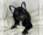 Small Photo #20 French Bulldog Puppy For Sale in BOTHELL, WA, USA