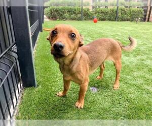 Chihuahua-Unknown Mix Dogs for adoption in Orange, CA, USA