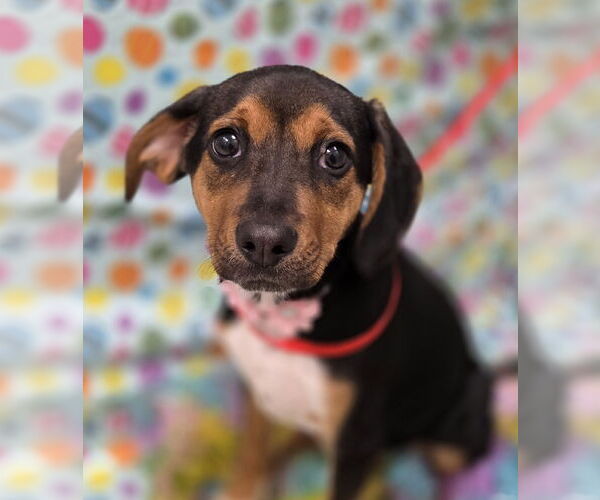 Medium Photo #5 Beagle-Black and Tan Coonhound Mix Puppy For Sale in Attalka, AL, USA