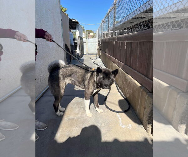 Medium Photo #3 Akita Puppy For Sale in Pottstown, PA, USA