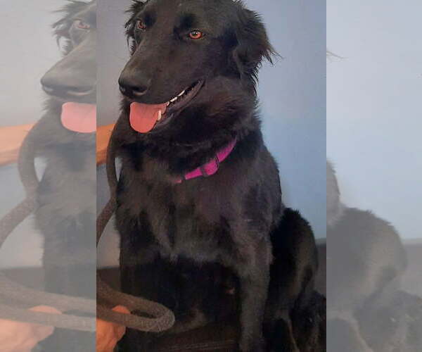 Medium Photo #1 Labrador Retriever-Unknown Mix Puppy For Sale in Los Angeles, CA, USA