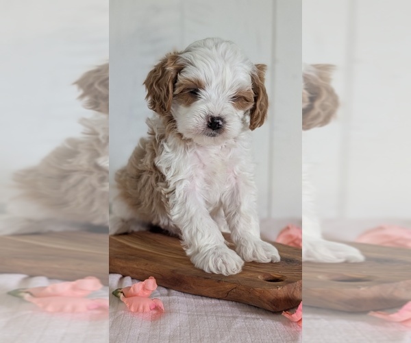 Medium Photo #4 Cavapoo (Miniature) Puppy For Sale in GOSHEN, IN, USA