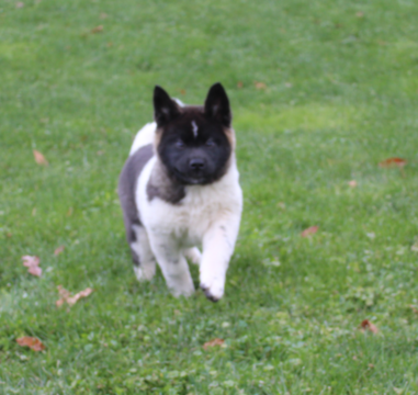 Medium Photo #2 Akita Puppy For Sale in FRESNO, OH, USA