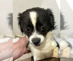 Medium Shih Tzu Mix