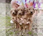 Small #7 Goldendoodle