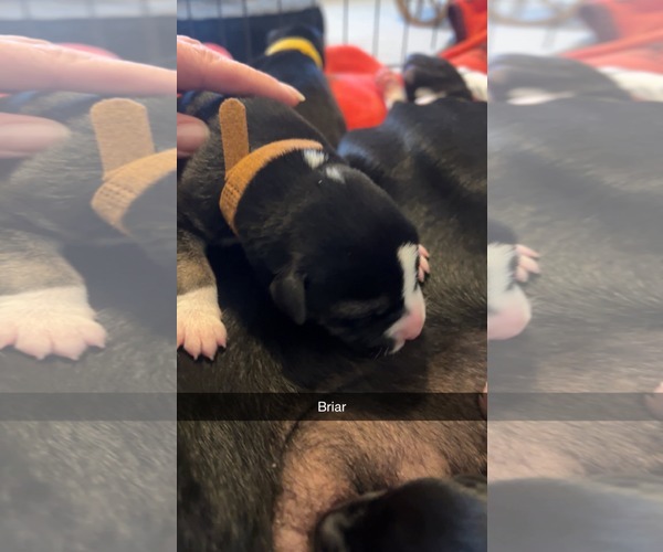 Medium Photo #2 American Pit Bull Terrier-Labrador Retriever Mix Puppy For Sale in Holly Springs, NC, USA