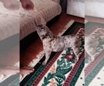 Small #3 French Bulldog
