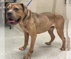 American Bulldog-Unknown Mix Dogs for adoption in Conroe, TX, USA