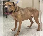 Small American Bulldog Mix