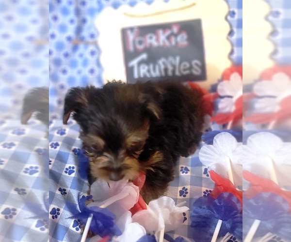 Medium Photo #5 Yorkshire Terrier Puppy For Sale in AKRON, OH, USA