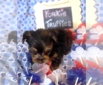 Small #4 Yorkshire Terrier