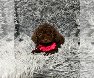 Poodle (Toy) Puppy for sale in JEFFERSONVILLE, IN, USA