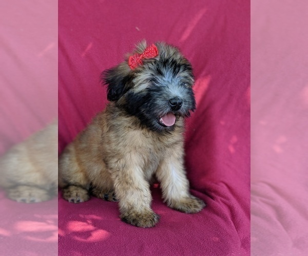 Medium Photo #2 Soft Coated Wheaten Terrier Puppy For Sale in LANCASTER, PA, USA