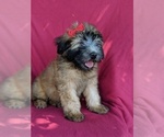 Small Photo #2 Soft Coated Wheaten Terrier Puppy For Sale in LANCASTER, PA, USA