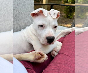 Sage - Female American Staffordshire Terrier-Argentinian Mastiff Mix Dog for Adoption - Photo #2