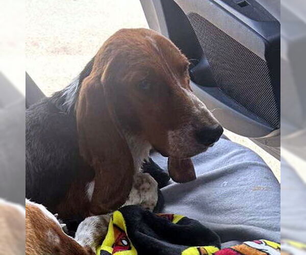 Medium Photo #3 Basset Hound Puppy For Sale in Deepwater, NJ, USA