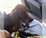 Small #2 Basset Hound