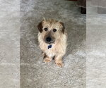 Small #3 Norfolk Terrier Mix