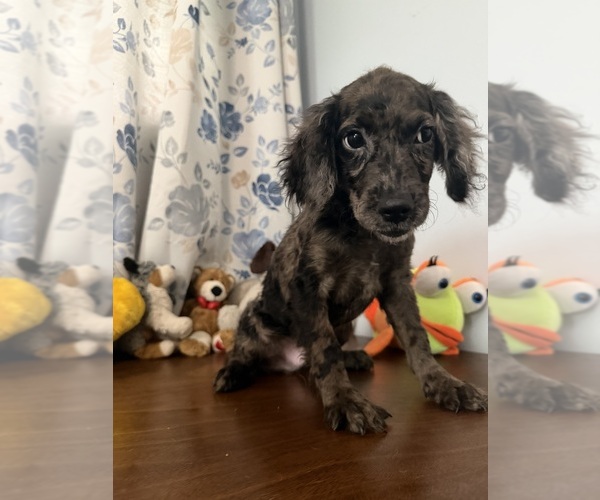Medium Photo #39 Cockapoo (Miniature) Puppy For Sale in DURHAM, CT, USA
