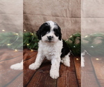 Small #2 Cavapoo (Toy)