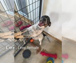 Small Beagle Mix
