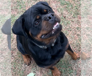 Father of the Rottweiler puppies born on 05/11/2025