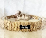 Small #1 Dachshund
