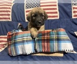 Puppy 10 Saint Berdoodle