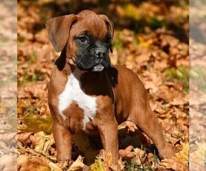 Boxer Puppy for sale in BERNVILLE, PA, USA