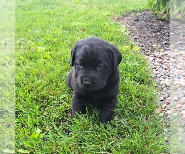 Medium Photo #3 Labrador Retriever Puppy For Sale in GREENWOOD, WI, USA