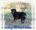 Image preview for Ad Listing. Nickname: Luck