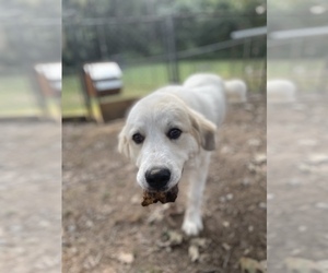 Great Pyrenees Puppy for sale in MILAN, TN, USA