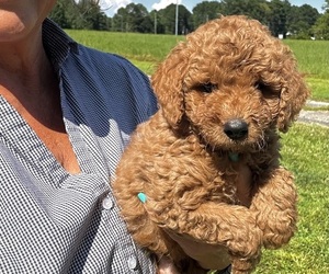 Golden Retriever-Poodle (Toy) Mix Puppy for Sale in GAY, Georgia USA