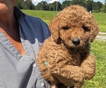 Image preview for Ad Listing. Nickname: Rusty