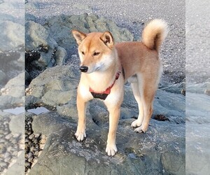 Father of the Shiba Inu puppies born on 05/21/2021