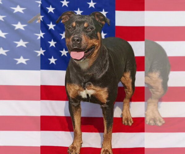 Medium Photo #8 Rottweiler-Unknown Mix Puppy For Sale in Talladega, AL, USA
