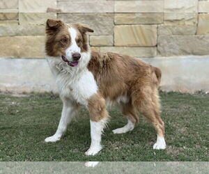 Australian Shepherd Dogs for adoption in PIPE CREEK, TX, USA