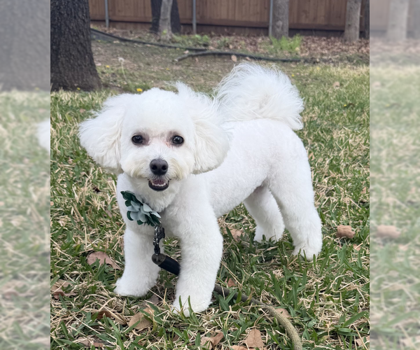 Medium Photo #4 Maltese Puppy For Sale in McKinney, TX, USA